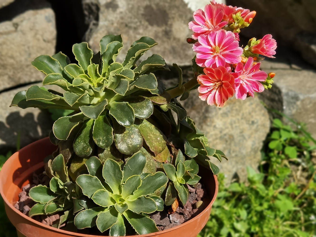 Lewisia cotyledon 2